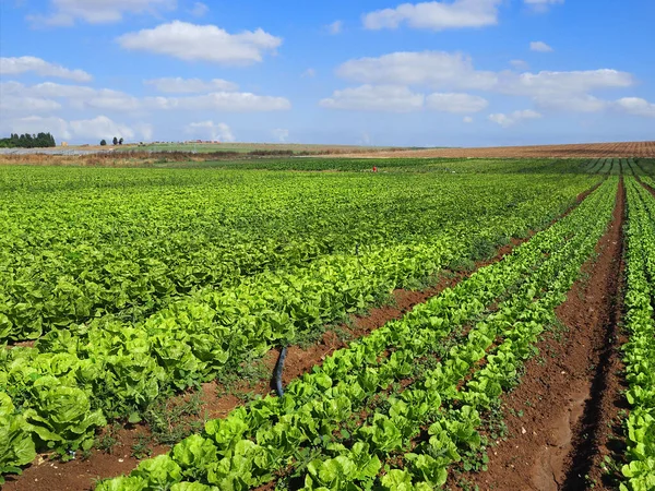 Champ Avec Des Feuilles Laitue Fraîche Agriculture Israélienne Dans Région — Photo