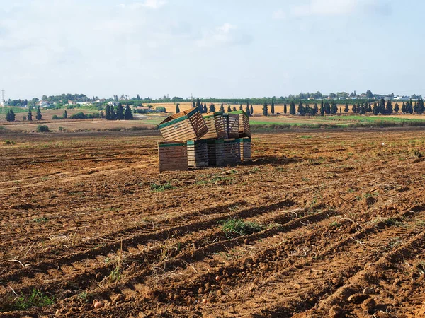 Boxes Potato Field Harvesting Israel — Stock Photo, Image