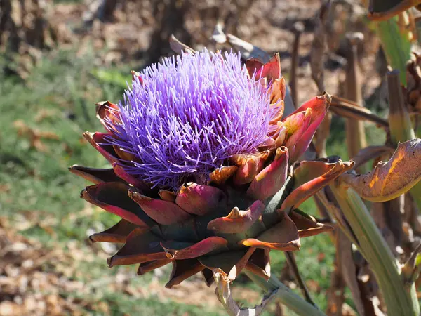 Całkiem Organiczny Purpurowy Kwiat Karczocha Rozkwicie Polu Karczocha — Zdjęcie stockowe