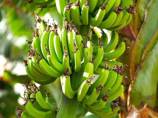 Detailní Záběry Nezralých Zelených Banánů Slunci Makro Záběr Banánů Rozmazaném — Stock fotografie