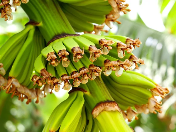 Kvetoucí Banány Plantáži Izraeli Nezralé Zelené Svazky Banánů Květinami Konci — Stock fotografie