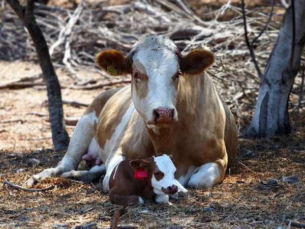 Vaca Com Vitelo Grama Seca — Fotografia de Stock