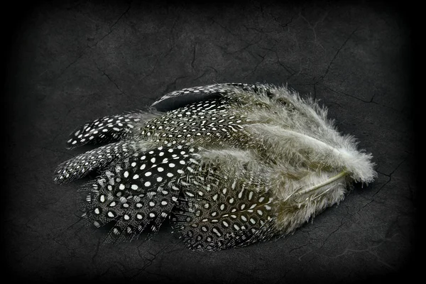Beautiful feathers on a grunge background — Stock Photo, Image