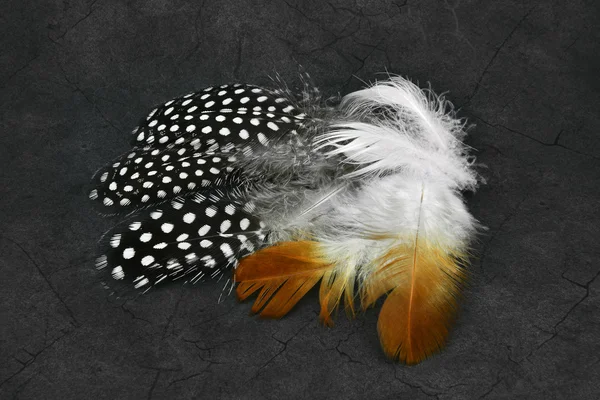 Beautiful feathers — Stock Photo, Image