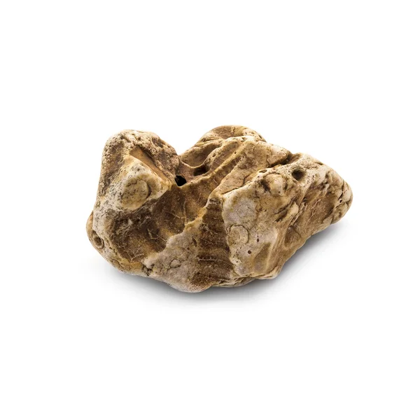 Fossil stone on a white background — Stock Photo, Image