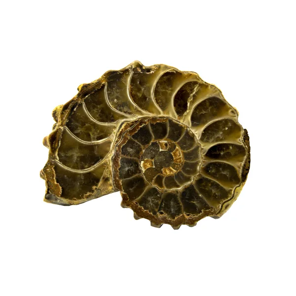 Ammonite isolated — Stock Photo, Image