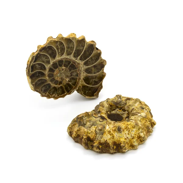 Two ammonites — Stock Photo, Image