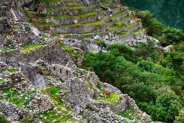 Alpagas au Machu Picchu — Photo