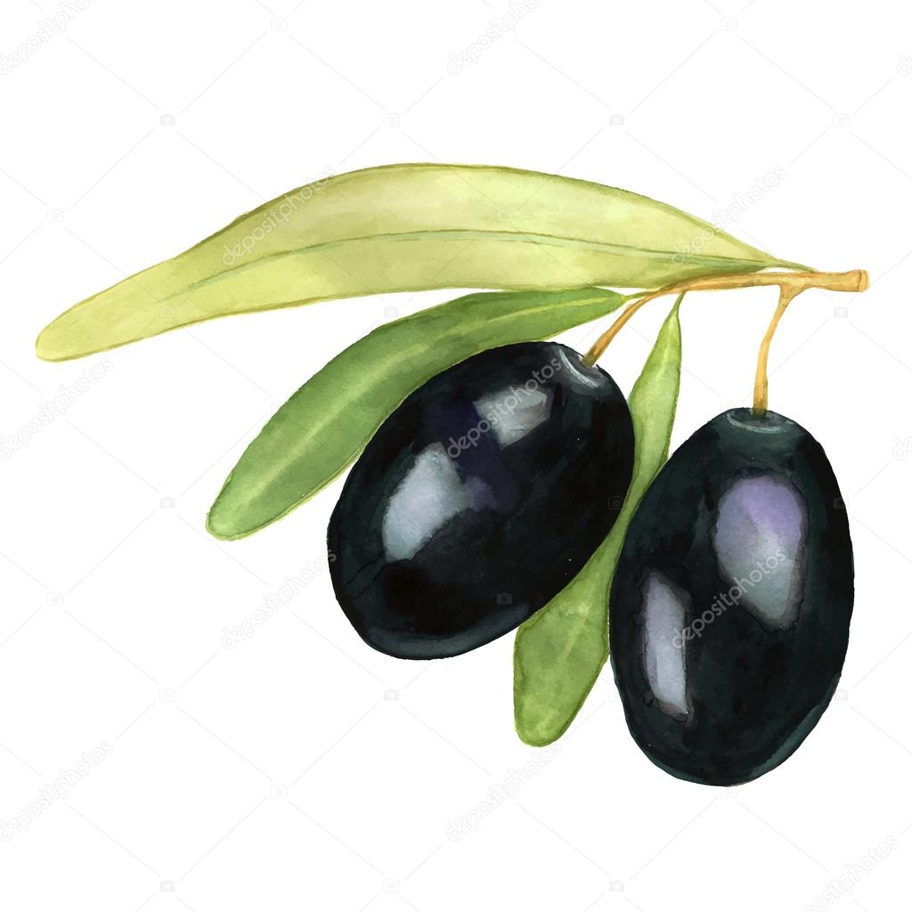 Watercolor vector illustration of two black olives