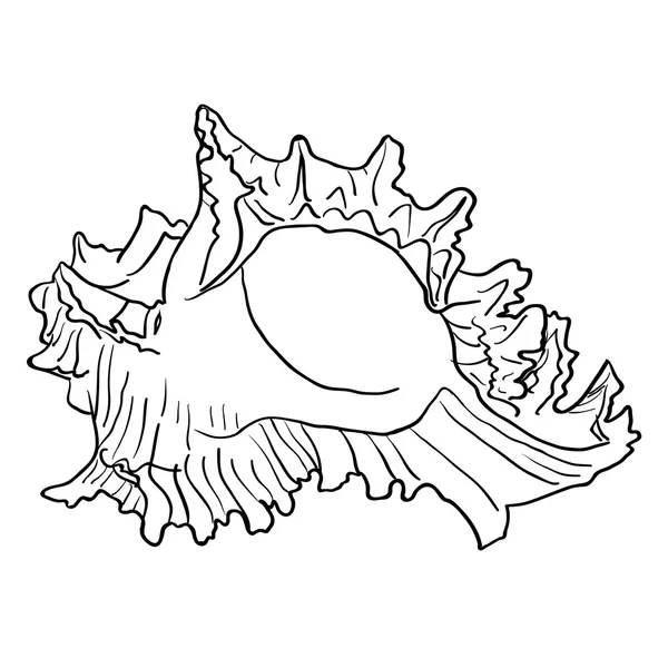 Marine hand getrokken shell. — Stockvector