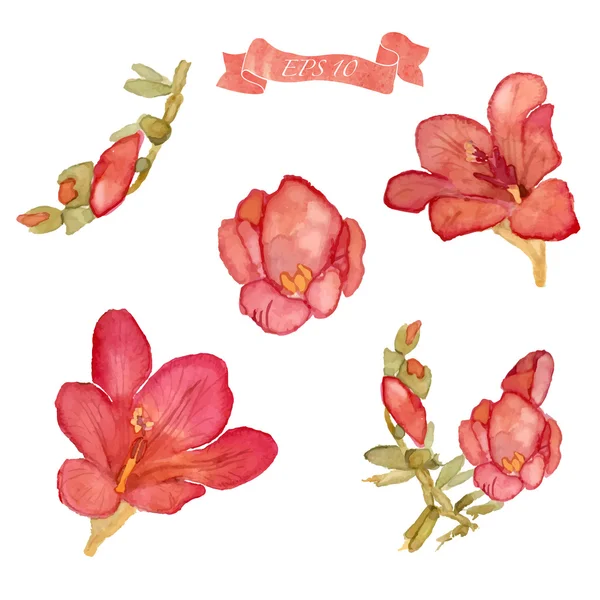 Set of watercolor floral elements. — Stock Vector