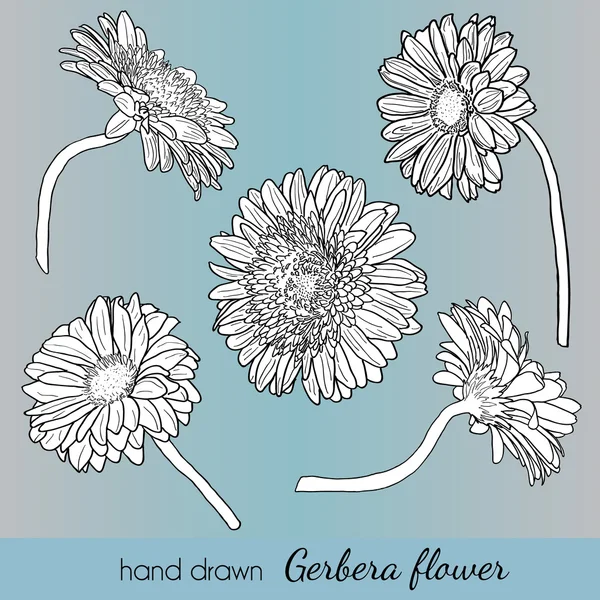 Ensemble de fleurs de gerbera vectorielles dessinées à la main. Peut être utilisé comme élément des — Image vectorielle