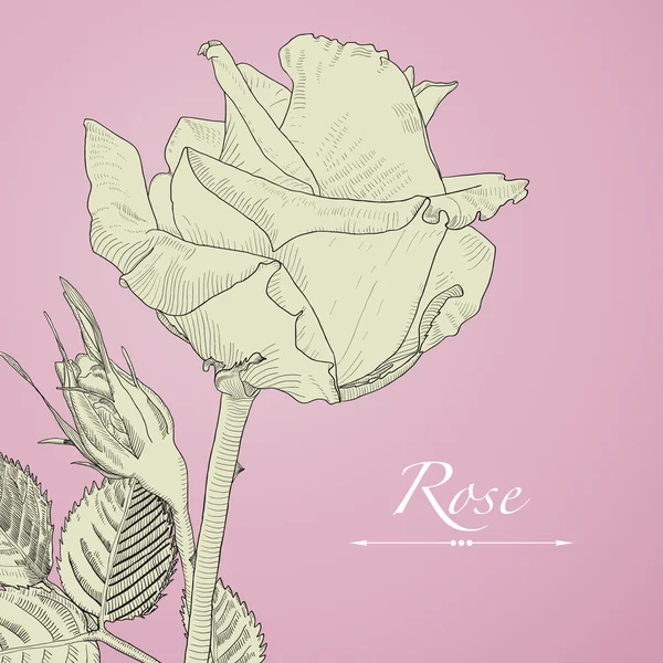 Hand drawn vector blomming rose with bud. Isolated illustration on pink background in vintage technique. — Stock Vector
