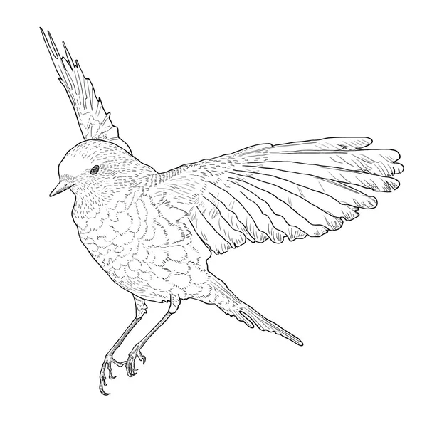 Oiseau planant aux ailes déployées. Illustration vectorielle dessinée main . — Image vectorielle