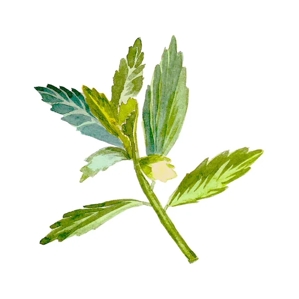 Stevia, sustituto del azúcar de hoja dulce. Vector acuarela . — Vector de stock