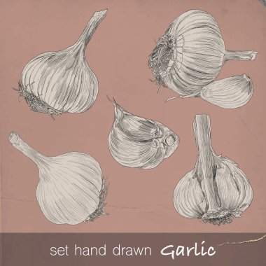 El sarımsak dizi çekilmiş. Altı izole vektör çizim ile 