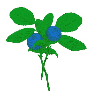 El çekilmiş iki çilek ile renkli vektör yaban mersinli Şubesi.