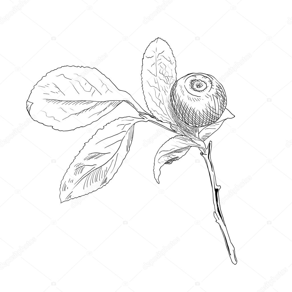 Hand Drawn Branch Of Black And White Vector Blueberry Vector Image By C Golubok Vector Stock