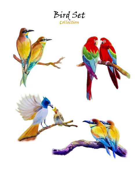 Colección Conjunto Aves Acuarela Pintura Original Colorido Pájaro Pareja Hermosa — Vector de stock