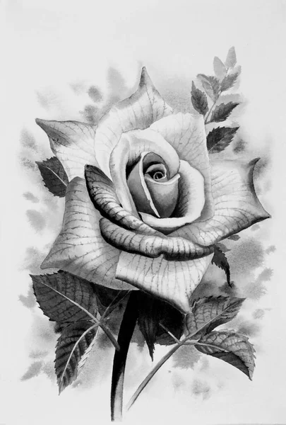 Watercolor Painting Original Realistic Paper Gray Black Color Rose Bouqet — Stock Photo, Image