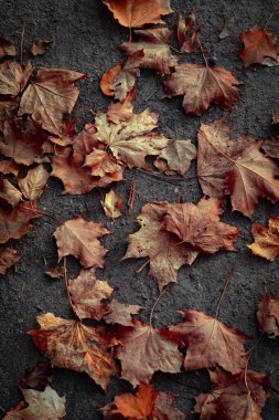 Sarı akçaağaç yaprakları sonbaharda yerde kurur.