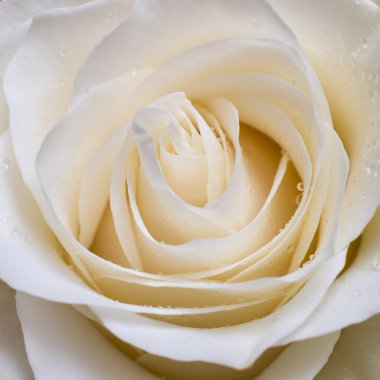 Çiy damlaları ile yakın plan narin beyaz bir gülün tomurcuğunun merkezi.