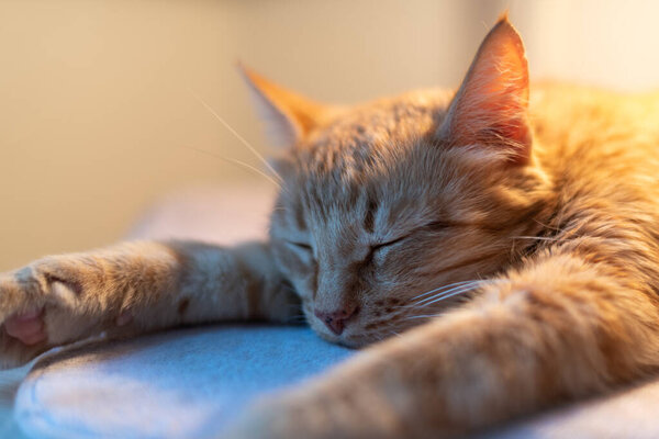 A cute ginger adult cat lies serenely and dozes on the table under the lamp