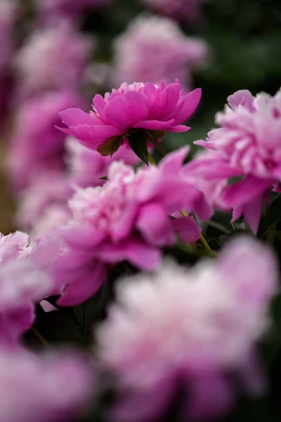 Blühende Rosa Pfingstrosen Auf Dunklem Hintergrund — Stockfoto