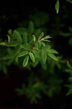 Genç, yeşil oyulmuş gül kalçası yaprakları