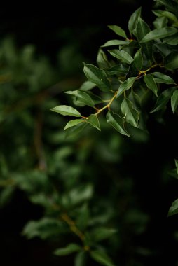 Koyu arkaplanda zengin kiraz yaprakları