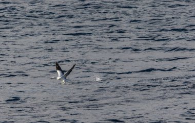 Galiçya 'nın Cantabria sahillerinde kış günbatımı, sümsük kuşlarını ve bulutları izliyor....!