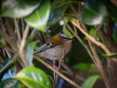 Bir kış sabahı, serçeler gizli yiyecekler için kavga ederler.!