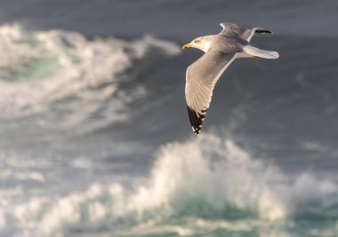 Güçlü rüzgarlar ve büyük dalgalar martılar, karabataklar ve sümsük kuşlarıyla ilginç sahneler yaratır.! 