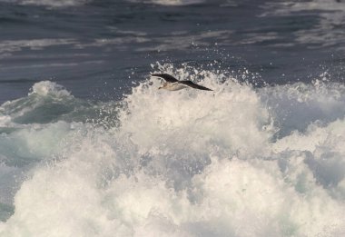 Güçlü rüzgarlar ve büyük dalgalar martılar, karabataklar ve sümsük kuşlarıyla ilginç sahneler yaratır.! 