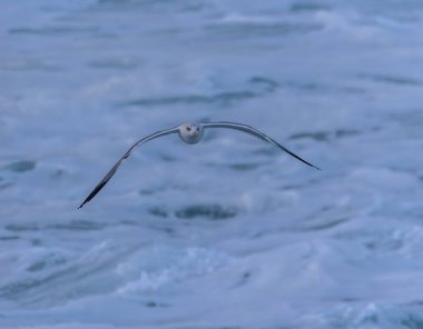 Güçlü rüzgarlar ve büyük dalgalar martılar, karabataklar ve sümsük kuşlarıyla ilginç sahneler yaratır.! 