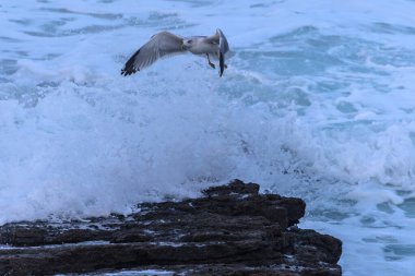 Güçlü rüzgarlar ve büyük dalgalar martılar, karabataklar ve sümsük kuşlarıyla ilginç sahneler yaratır.! 