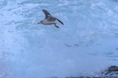 Güçlü rüzgarlar ve büyük dalgalar martılar, karabataklar ve sümsük kuşlarıyla ilginç sahneler yaratır.! 