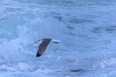Güçlü rüzgarlar ve büyük dalgalar martılar, karabataklar ve sümsük kuşlarıyla ilginç sahneler yaratır.! 