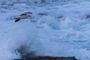 Güçlü rüzgarlar ve büyük dalgalar martılar, karabataklar ve sümsük kuşlarıyla ilginç sahneler yaratır.! 