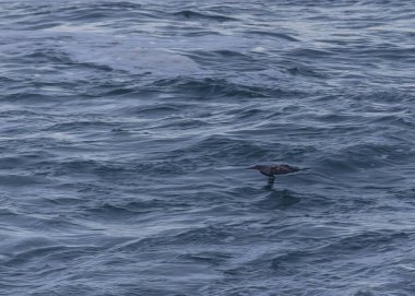 Güçlü rüzgarlar ve büyük dalgalar martılar, karabataklar ve sümsük kuşlarıyla ilginç sahneler yaratır.! 