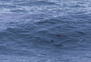 Güçlü rüzgarlar ve büyük dalgalar martılar, karabataklar ve sümsük kuşlarıyla ilginç sahneler yaratır.! 