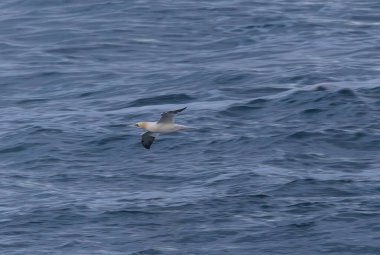 Güçlü rüzgarlar ve büyük dalgalar martılar, karabataklar ve sümsük kuşlarıyla ilginç sahneler yaratır.! 