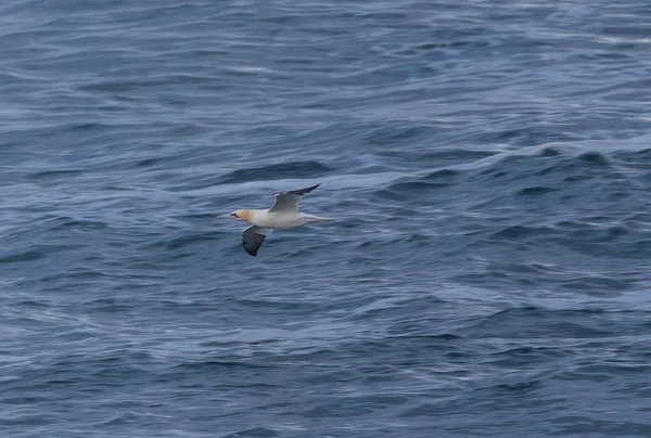 Güçlü rüzgarlar ve büyük dalgalar martılar, karabataklar ve sümsük kuşlarıyla ilginç sahneler yaratır.! 