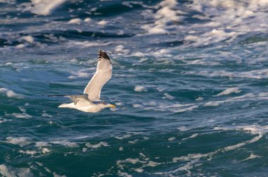 Büyük dalgaları fotoğraflamak, denizde uçan kuşları ve dolunayı.! 