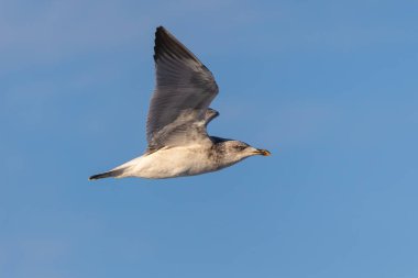 Büyük dalgaları fotoğraflamak, denizde uçan kuşları ve dolunayı.! 