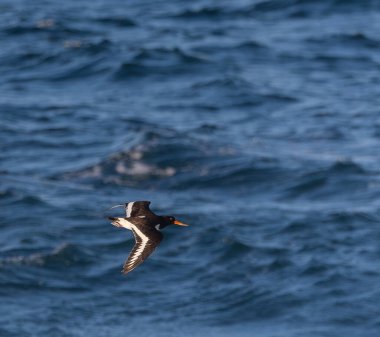 Büyük dalgaları fotoğraflamak, denizde uçan kuşları ve dolunayı.! 