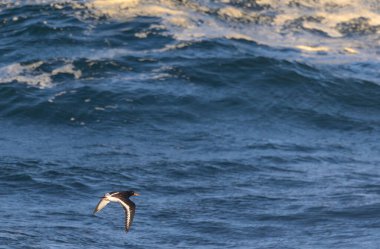 Büyük dalgaları fotoğraflamak, denizde uçan kuşları ve dolunayı.! 