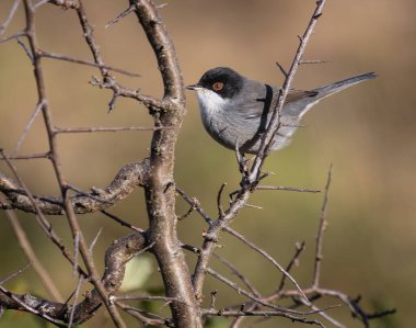 Sabah fotoğraf avına çıkmış, taş şapkalar, bülbüller, ispinozlar, ispinozlar...... 