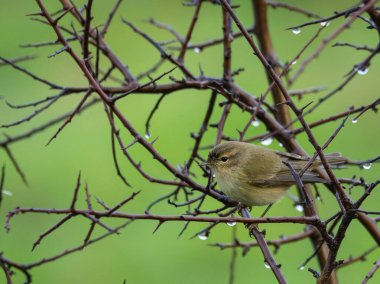 Çalı bülbülü, çalı bülbülü, ispinoz gibi küçük kuşlar. Yağmurlu bir sabahta! 
