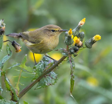 Çalı bülbülü, çalı bülbülü, ispinoz gibi küçük kuşlar. Yağmurlu bir sabahta! 